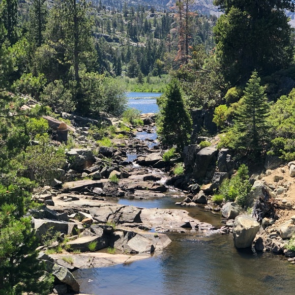 tahoebabeflower